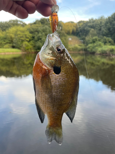 ブルーギルの釣果