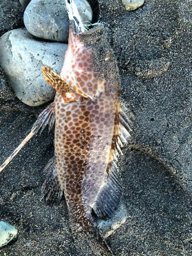 オオモンハタの釣果