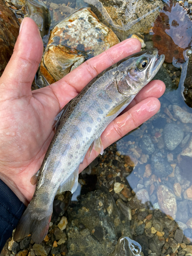 ヤマメの釣果