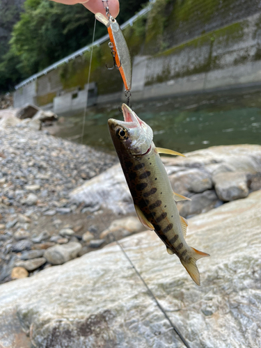 ヤマメの釣果