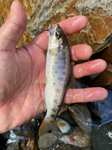 ヤマメの釣果