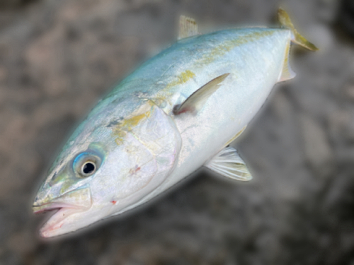 ワカシの釣果