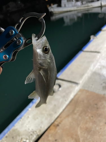 セイゴ（マルスズキ）の釣果