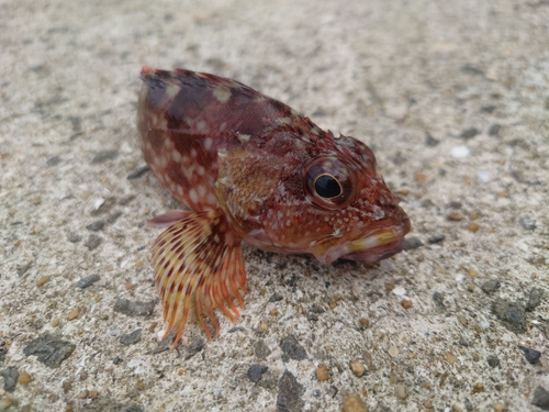 アラカブの釣果