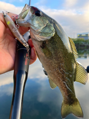 ブラックバスの釣果