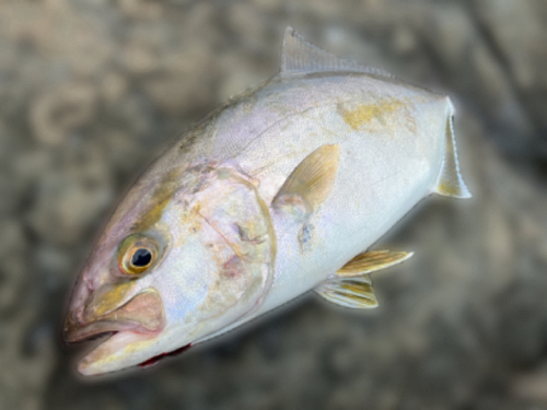 ショゴの釣果