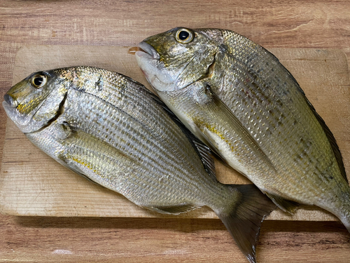 ヘダイの釣果