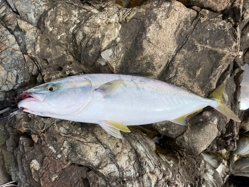 イナダの釣果