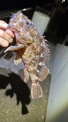 カサゴの釣果