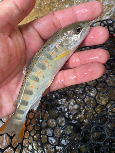 アマゴの釣果