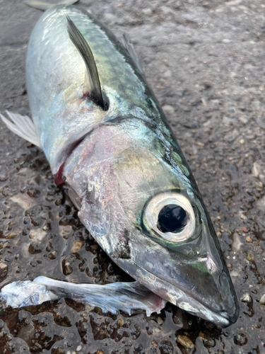 マサバの釣果