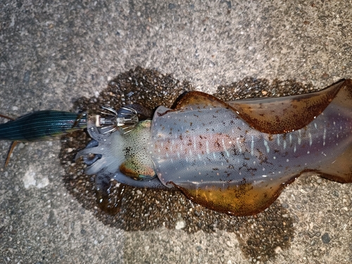 アオリイカの釣果