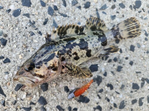 タケノコメバルの釣果