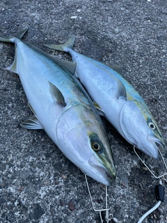 イナダの釣果