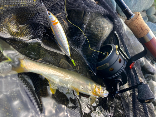 アユの釣果