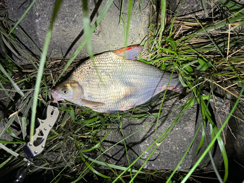 ダントウボウの釣果