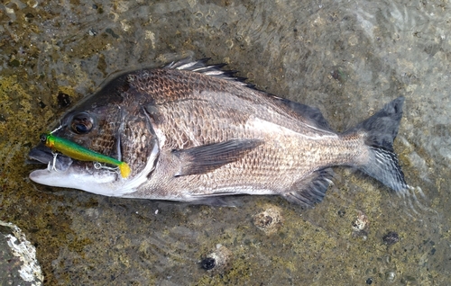 チヌの釣果