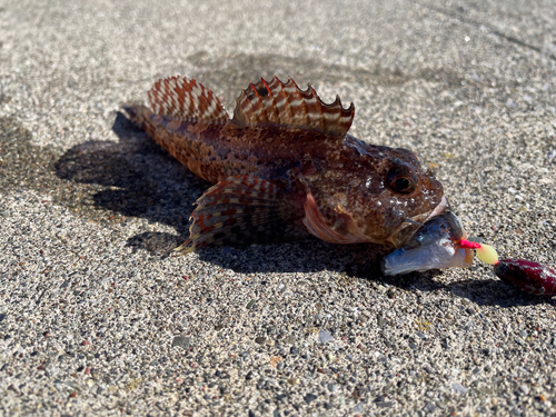 カジカの釣果