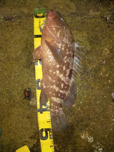 アコウの釣果