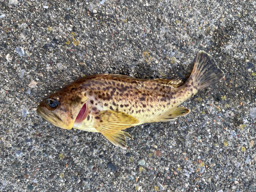 クロソイの釣果