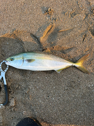 イナダの釣果