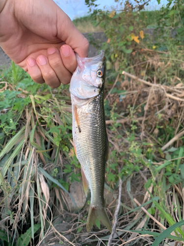 ハスの釣果