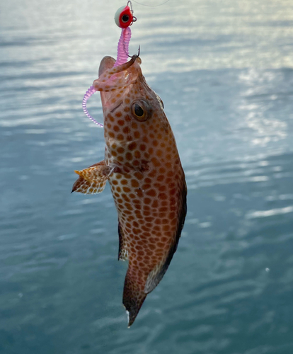 オオモンハタの釣果