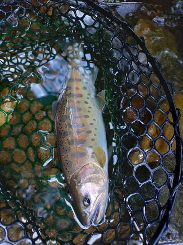 ヤマメの釣果