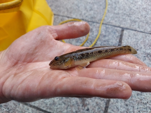 マハゼの釣果