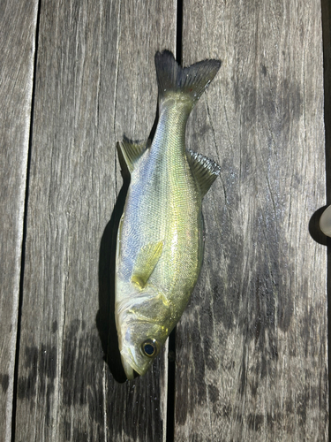 スズキの釣果