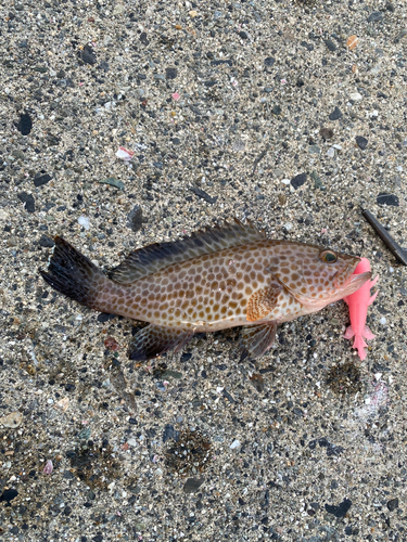 オオモンハタの釣果