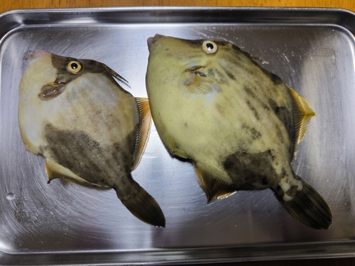 カワハギの釣果