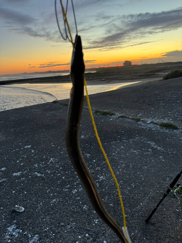 ハモの釣果