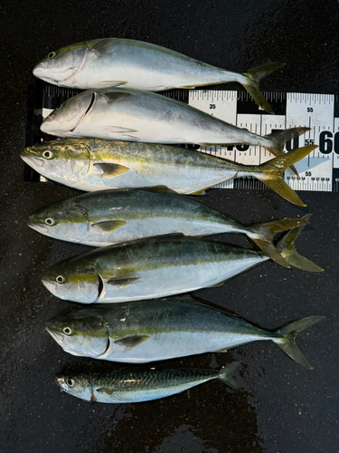 三陸海岸（青森）