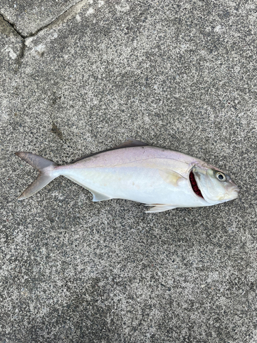 ショゴの釣果