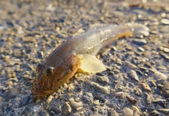 マハゼの釣果