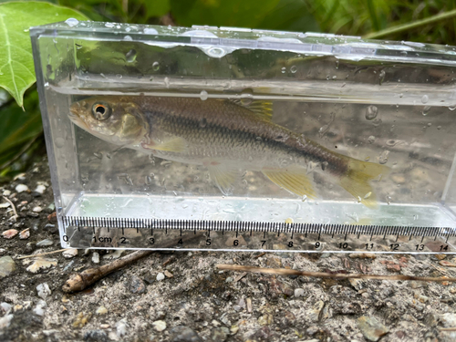 カワムツの釣果