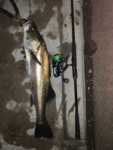 シーバスの釣果