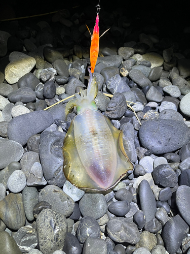 駿河湾