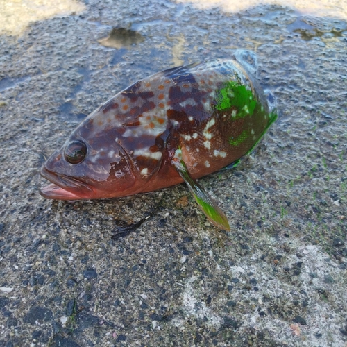 アコウの釣果