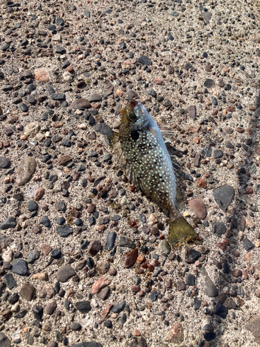 アイゴの釣果