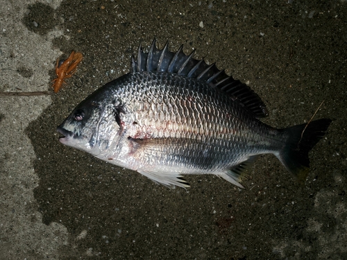 キビレの釣果