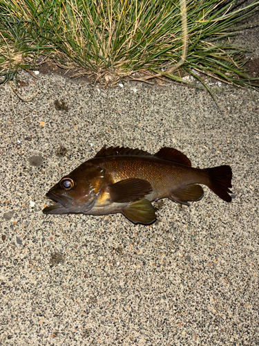 エゾメバルの釣果