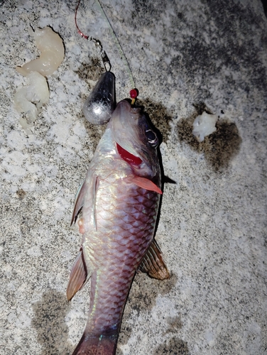 カスリイシモチの釣果