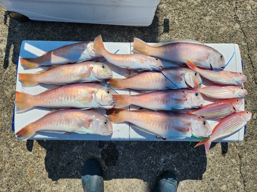 シロアマダイの釣果