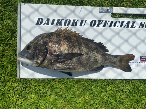 クロダイの釣果