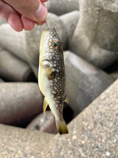 クサフグの釣果