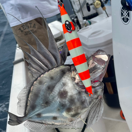 カガミダイの釣果