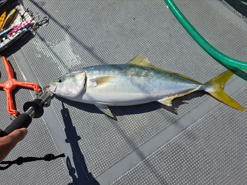 イナダの釣果