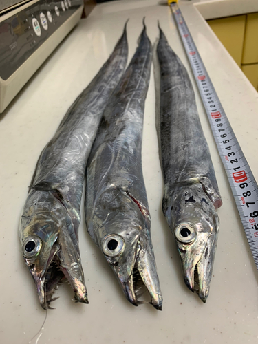 タチウオの釣果